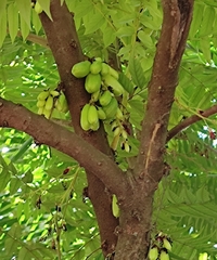 Averrhoa bilimbi