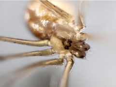 Smeringopus natalensis