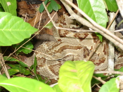 Crotalus tzabcan