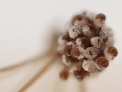 Smeringopus natalensis