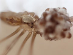 Smeringopus natalensis