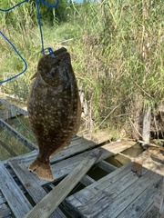 Paralichthys lethostigma