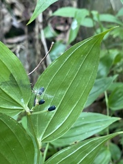 Disporum kawakamii