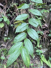 Disporum kawakamii