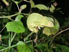 Chamaeleo dilepis