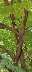 Averrhoa bilimbi