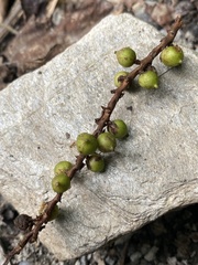 Stachyurus himalaicus