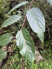 Stachyurus himalaicus