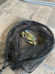 Portunidae