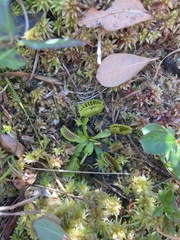 Dionaea muscipula