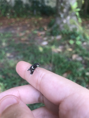 Desmia funeralis