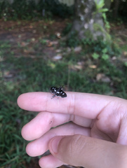 Desmia funeralis