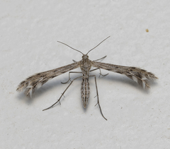 Singularia alternaria