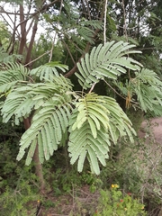 Leucaena pulverulenta