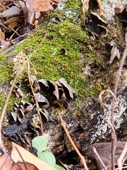 Hymenochaete rubiginosa