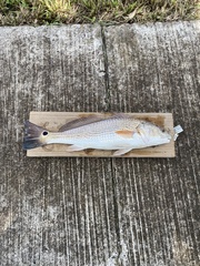 Sciaenops ocellatus