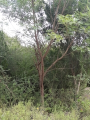 Leucaena pulverulenta