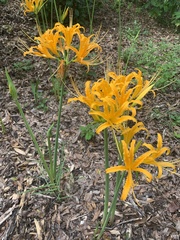 Lycoris aurea