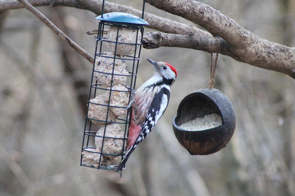 Common Middle Spotted Woodpecker