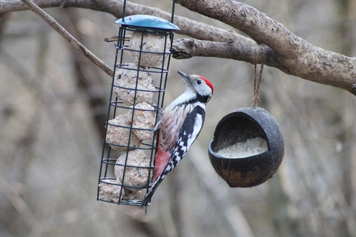 Common Middle Spotted Woodpecker