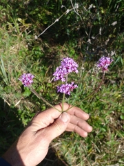 Verbena intermedia
