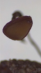 Sclerotiniaceae