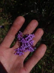 Verbena intermedia