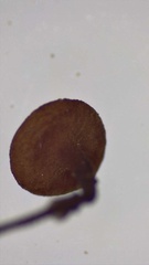 Sclerotiniaceae