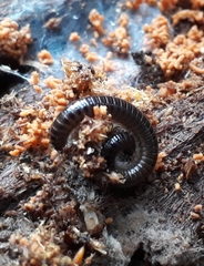 Tachypodoiulus niger