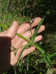 Verbena intermedia