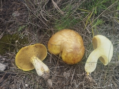 Suillus mediterraneensis