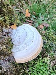 Fomes fomentarius