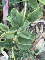 Atriplex suberecta