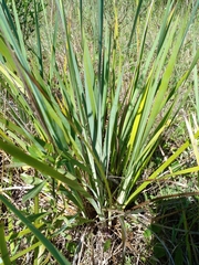 Iridaceae