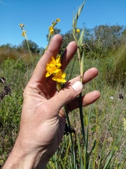 Iridaceae