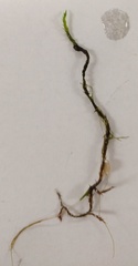Hygroamblystegium