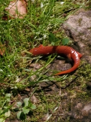 Pseudotriton ruber