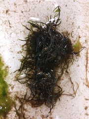 Hygroamblystegium