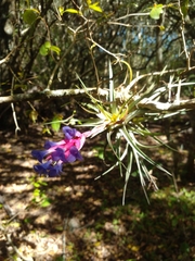 Tillandsia aeranthos