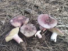 Russula torulosa