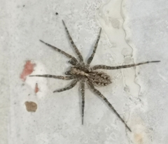 Acantholycosa lignaria