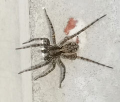 Acantholycosa lignaria