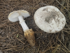 Amanita proxima