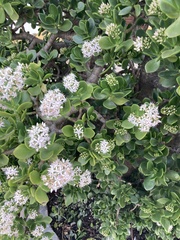 Crassula ovata