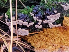 Xylobolus frustulatus