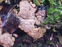 Xylobolus frustulatus