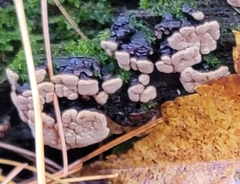 Xylobolus frustulatus