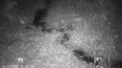 Nyctereutes procyonoides