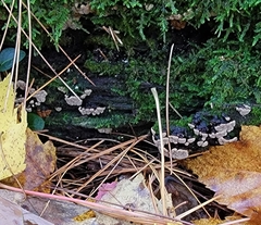 Xylobolus frustulatus