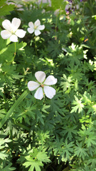 Geranium richardsonii